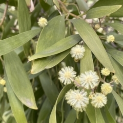 Acacia melanoxylon (Blackwood) at Hall, ACT - 26 Aug 2021 by JaneR