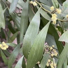 Acacia melanoxylon at Jacka, ACT - 26 Aug 2021
