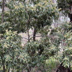 Acacia melanoxylon at Jacka, ACT - 26 Aug 2021 04:00 PM