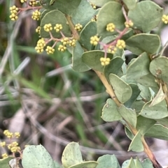 Acacia cultriformis (Knife Leaf Wattle) at Hall, ACT - 26 Aug 2021 by JaneR