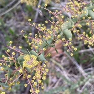 Acacia cultriformis at Hall, ACT - 26 Aug 2021