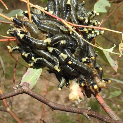 Perginae sp. (subfamily) (Unidentified pergine sawfly) at Lions Youth Haven - Westwood Farm A.C.T. - 27 Aug 2021 by HelenCross