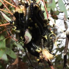 Perginae sp. (subfamily) at Tuggeranong DC, ACT - 27 Aug 2021 12:46 PM