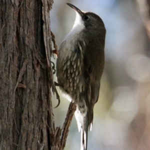 Cormobates leucophaea at Springdale Heights, NSW - 26 Aug 2021 12:35 PM