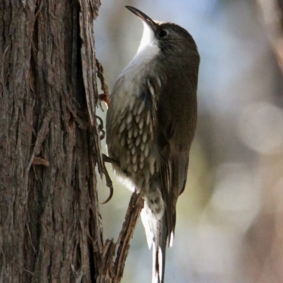 Cormobates leucophaea (White-throated Treecreeper) at Albury - 26 Aug 2021 by PaulF