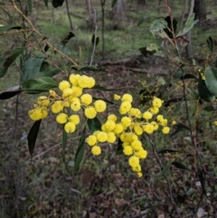 Acacia pycnantha (Golden Wattle) at Chiltern-Mt Pilot National Park - 3 Aug 2019 by Darcy