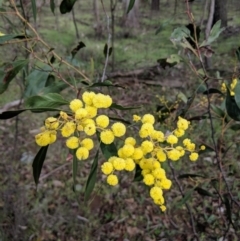 Acacia pycnantha at Chiltern, VIC - 3 Aug 2019 10:11 AM