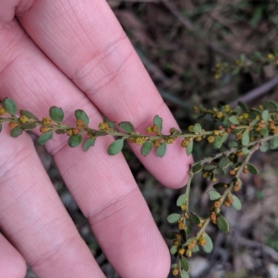 Acacia acinacea (Gold Dust Wattle) at Chiltern, VIC - 3 Aug 2019 by Darcy