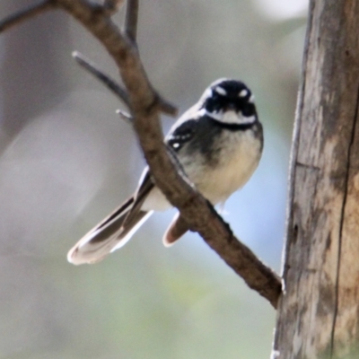 Rhipidura albiscapa (Grey Fantail) at Albury - 26 Aug 2021 by PaulF