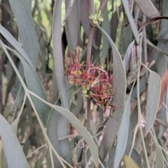 Amyema quandang var. quandang (Grey Mistletoe) at Eldorado, VIC - 24 Apr 2019 by Darcy