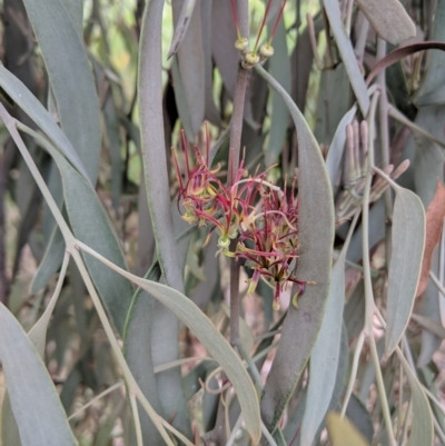Amyema quandang var. quandang (Grey Mistletoe) at Eldorado, VIC - 24 Apr 2019 by Darcy