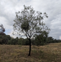 Amyema quandang var. quandang at Eldorado, VIC - 24 Apr 2019