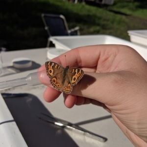 Junonia villida at Gundowring, VIC - 13 May 2019 01:05 PM