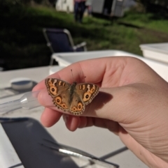 Junonia villida at Gundowring, VIC - 13 May 2019 01:05 PM