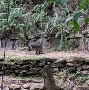 Wallabia bicolor at Mumbil, NSW - 7 Oct 2019