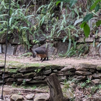 Wallabia bicolor (Swamp Wallaby) at Mumbil, NSW - 7 Oct 2019 by Darcy