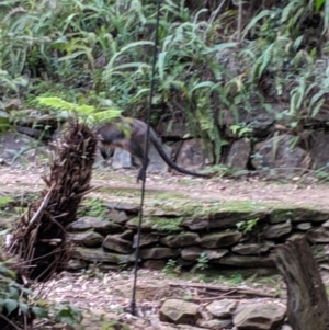 Wallabia bicolor at Mumbil, NSW - 7 Oct 2019