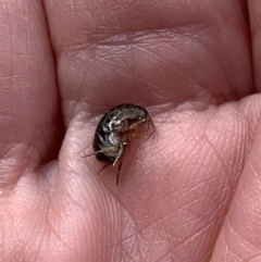 Amphipod (order Amphipoda, family Talitridae) (Lawn shrimp, landhopper) at Murrumbateman, NSW - 27 Aug 2021 by SimoneC