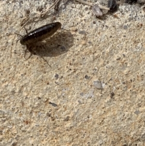 Amphipod (order Amphipoda, family Talitridae) at Murrumbateman, NSW - 27 Aug 2021 12:39 PM