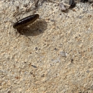 Amphipod (order Amphipoda, family Talitridae) at Murrumbateman, NSW - 27 Aug 2021