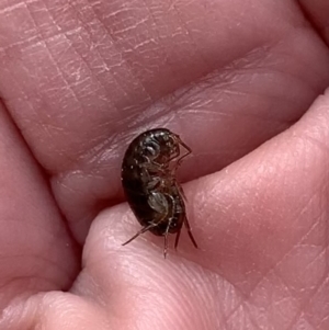 Amphipod (order Amphipoda, family Talitridae) at Murrumbateman, NSW - 27 Aug 2021 12:39 PM