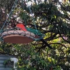 Alisterus scapularis (Australian King-Parrot) at Wellington, NSW - 4 Oct 2019 by Darcy