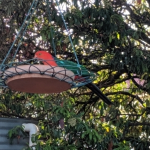 Alisterus scapularis (Australian King-Parrot) at Wellington, NSW by Darcy
