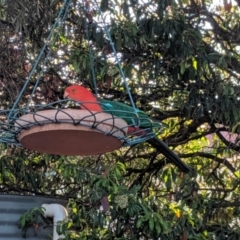 Alisterus scapularis at Wellington, NSW - 4 Oct 2019 05:15 PM