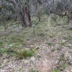 Turnix varius (Painted Buttonquail) at Wanniassa Hill - 27 Aug 2021 by RAllen