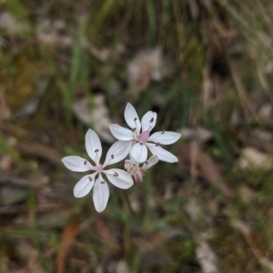 Burchardia umbellata at Alexandra, VIC - 5 Nov 2019