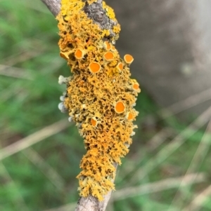 Teloschistes sp. (genus) at Murrumbateman, NSW - 27 Aug 2021
