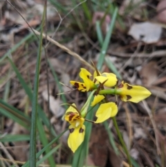 Diuris sulphurea (Tiger Orchid) at Alexandra, VIC - 5 Nov 2019 by Darcy