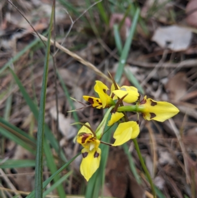 Diuris sulphurea (Tiger Orchid) at Alexandra, VIC - 5 Nov 2019 by Darcy