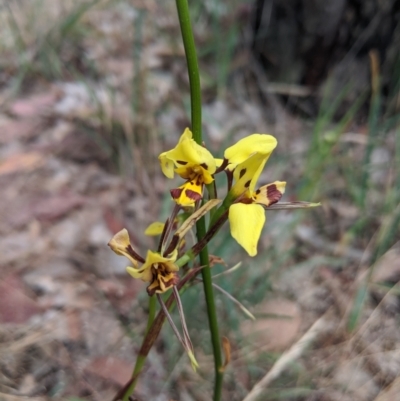 Diuris sulphurea (Tiger Orchid) at Alexandra, VIC - 5 Nov 2019 by Darcy