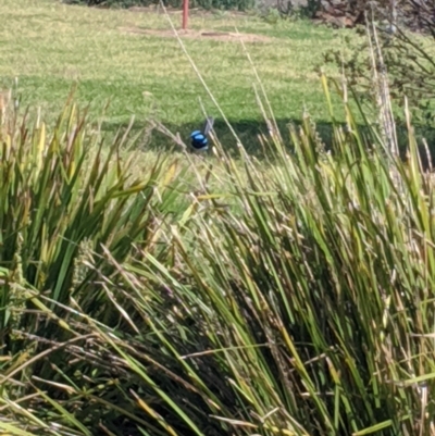 Malurus cyaneus (Superb Fairywren) at Eildon, VIC - 5 Nov 2019 by Darcy