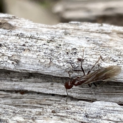 Papyrius sp. (genus) (A Coconut Ant) at Tuggeranong DC, ACT - 27 Aug 2021 by RAllen