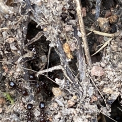 Papyrius sp. (genus) at Tuggeranong DC, ACT - suppressed