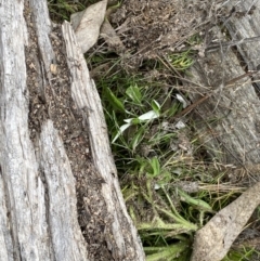 Papyrius sp. (genus) at Tuggeranong DC, ACT - suppressed