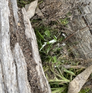 Papyrius sp. (genus) at Tuggeranong DC, ACT - suppressed