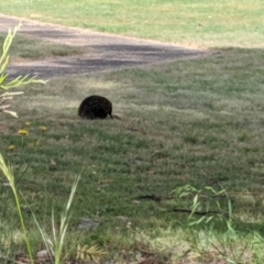 Tachyglossus aculeatus at Eildon, VIC - 5 Nov 2019 04:22 PM