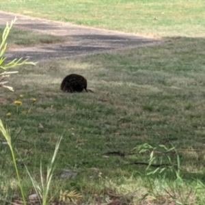 Tachyglossus aculeatus at Eildon, VIC - 5 Nov 2019