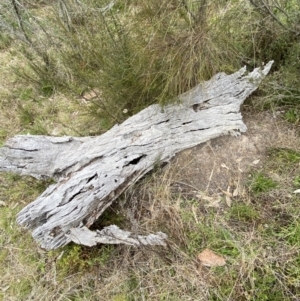 Papyrius sp. (genus) at Tuggeranong DC, ACT - suppressed