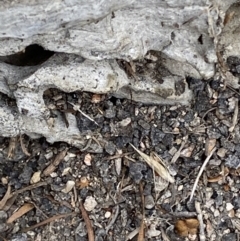 Papyrius sp. (genus) at Tuggeranong DC, ACT - suppressed