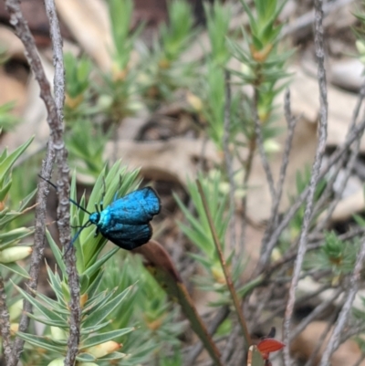 Pollanisus (genus) (A Forester Moth) at Mount Camel, VIC - 7 Nov 2019 by Darcy