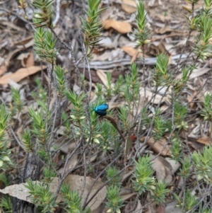 Pollanisus (genus) at Mount Camel, VIC - 7 Nov 2019 02:07 PM