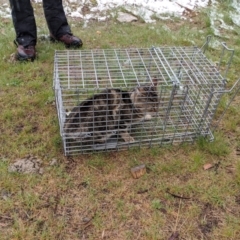 Felis catus (Feral Cat) at Mount Buller, VIC - 13 Nov 2019 by Darcy