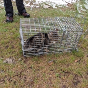 Felis catus at Mount Buller, VIC - 13 Nov 2019