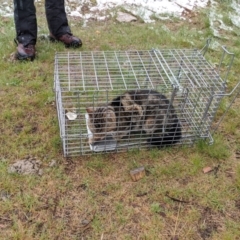 Felis catus at Mount Buller, VIC - 13 Nov 2019 11:42 AM