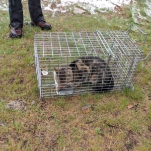 Felis catus at Mount Buller, VIC - 13 Nov 2019