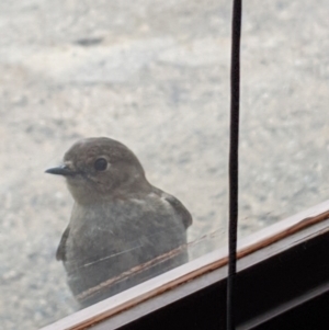 Petroica phoenicea at Mount Buller, VIC - 14 Nov 2019